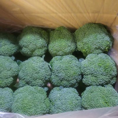 桃川農園の春ブロッコリー みどりの森【エコファーマー農家より直送♪たっぷり一箱12個入り】