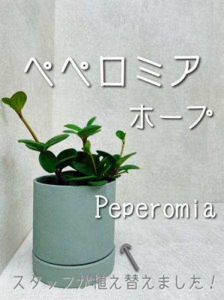 観葉植物|ペペロミア・ホープ|植え替え|鉢
