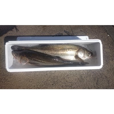 スズキ活け〆一本釣り(不定貫)2キロ相当