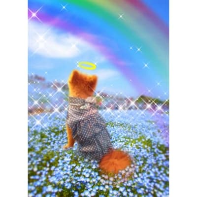 かなつ久美オリジナルデジタル合成フォト「虹の橋・あの子がいる世界」※デジタル入稿
