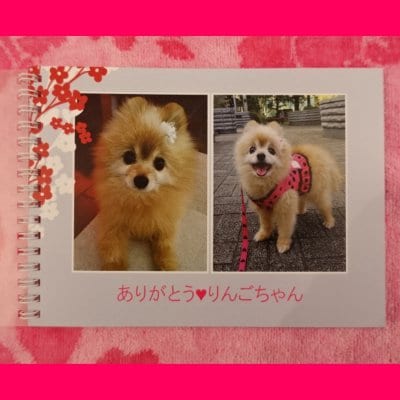 愛犬りんごちゃんの小さな写真集