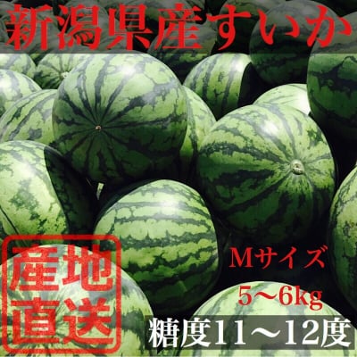 完売‼︎【限定予約販売】新潟県産すいか M(5〜6kg)
