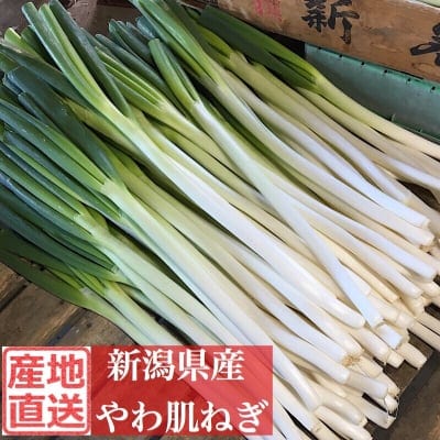 販売終了‼︎新潟県産やわ肌ねぎ5kg