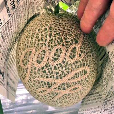 《6月10日頃より発送開始!3玉限定》【はっ!メロンの表面に字が浮き出ている!】メッセージメロン「good」 予約受付中!