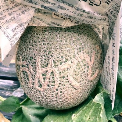 《6月10日頃より発送開始!10玉限定》【なに?メロンの表面に字が浮き出ている!】メッセージメロン「おめでとう」 予約受付中!