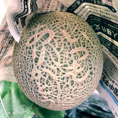 メッセージメロン「いつもありがとう」《1玉限定》
