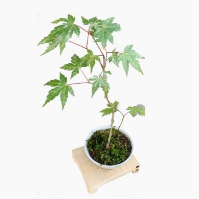 盆栽「いこい」送料無料3500円高さ20cm