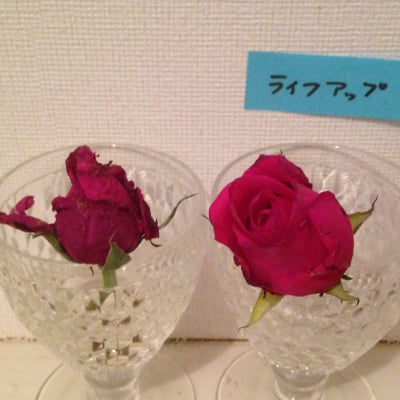 奇跡の鮮度保持剤ライフアップ!天然成分で阿多星花イチオシの逸品です!