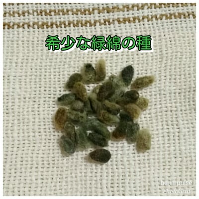 希少な緑綿の種30粒