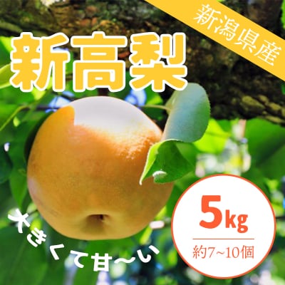 【10月5日頃から発送可能】新高梨5Kg約7~10個入り