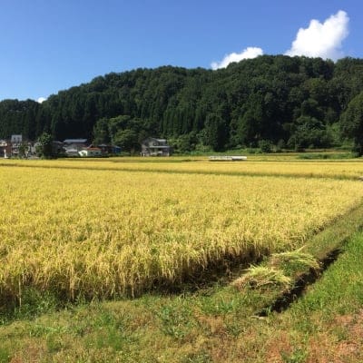 【送料無料(一部除く)】【美味しいお米をお探しならお試しください】山のてっぺんで育てた減農薬コシヒカリ25kg