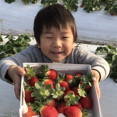 自然農法 いちご 無肥料 無農薬 長崎産 4パック 一段