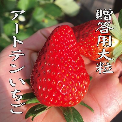 大粒!!アートテンいちご贈答用 (1箱9〜16粒入 / 10箱まで送料一律)