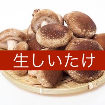 鳥取県西伯郡日吉津村伯耆(ほうき)のきのこ肉厚生しいたけ1袋(5個〜7個)