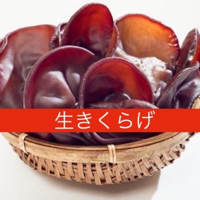 鳥取県西伯郡日吉津村伯耆(ほうき)のきのこ生きくらげ1袋(500g)