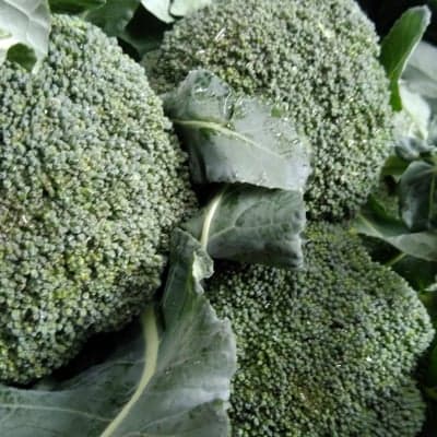 【送料無料】鳥取大山の麓で育ったブロッコリーMサイズ(10cm)12株入り