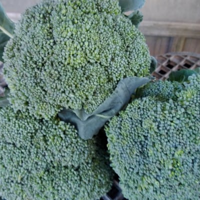 【送料無料】鳥取大山の麓で育ったブロッコリー【A品お得】Lサイズ(12cm)10株入り