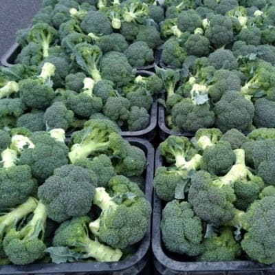 【送料無料】2Lサイズ8株入り/鳥取産ブロッコリー