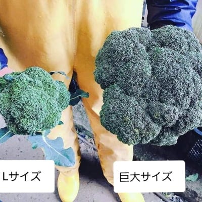 【送料無料】鳥取大山の麓で育った巨大ブロッコリー6株入り