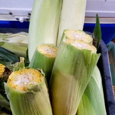 【送料無料】訳ありB品約3㎏!!鳥取大山の麓で育った生でも食べれるトウモロコシ