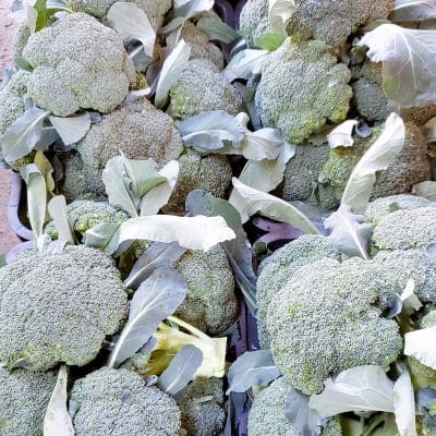 【送料無料】鳥取大山の麓で育ったブロッコリー3Lサイズ6株入り