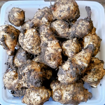 【送料無料】土付き菊芋5kg 岡山県新見市産!!農薬・化学肥料不使用!!