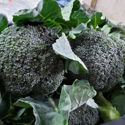 【送料無料】鳥取大山の麓で育ったブロッコリーMサイズ(10cm)12株入り