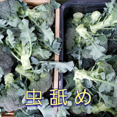【送料無料】訳あり(虫舐め)ブロッコリー3kg バラ箱入り 鳥取大山の麓で育ったブロッコリー