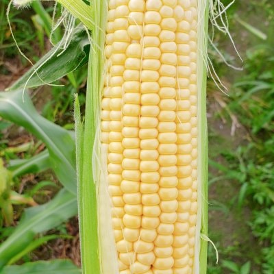 【送料無料】約4kg鳥取大山の麓で育った生でも食べれるトウモロコシ