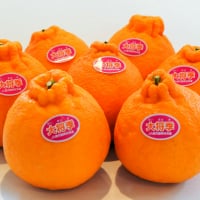 大将季(だいまさき)｜5kg｜選べる個数｜鹿児島県産