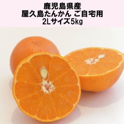 【催事中止に伴う特別価格】屋久島たんかん自宅用(皮傷あり)/2Lサイズ5kg|鹿児島県産