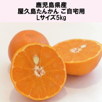 【催事中止に伴う特別価格】屋久島たんかん自宅用(皮傷あり)/Lサイズ5kg|鹿児島県産