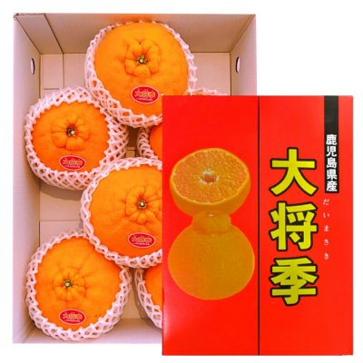 大将季|鹿児島県産|3kg(選べる玉)