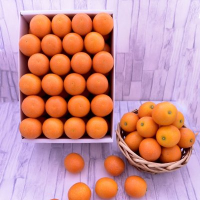 フルーツ金柑|鹿児島県産|化粧箱入り約1kg