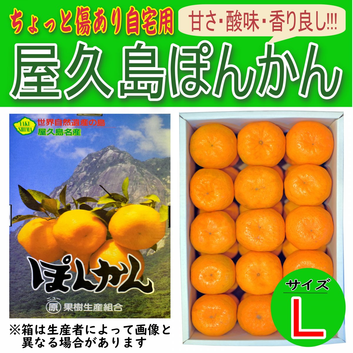 【予約受付中】屋久島ぽんかん｜自家用｜傷あり｜5kg｜選べるサイズ｜鹿児島県産｜御歳暮ギフト【事前予約｜商品12月順次発送】