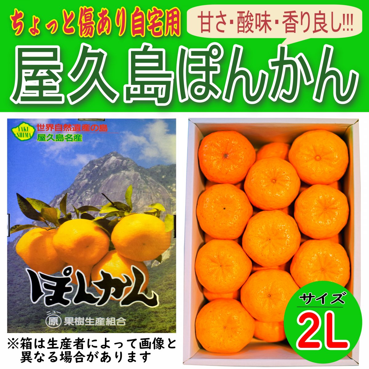【予約受付中】屋久島ぽんかん｜自家用｜傷あり｜5kg｜選べるサイズ｜鹿児島県産｜御歳暮ギフト【事前予約｜商品12月順次発送】