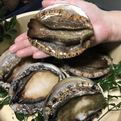活き天然鮑1つ(120〜135g)徳島産