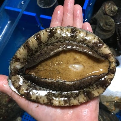 活き天然鮑1つ(180g〜200g)徳島産