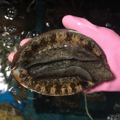 活き天然鮑1つ(180g〜200g)国産
