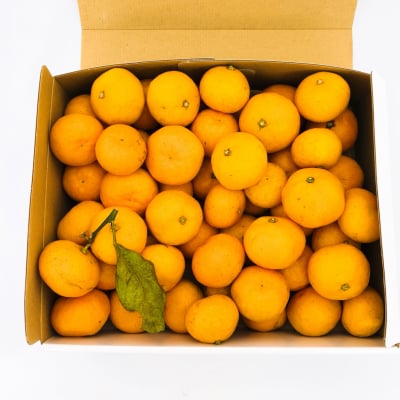 甘くてほどよい酸味・安心安全とってもおいしい【金峰みかん2kg】(送料無料)*ぷちプレゼント付き*(販売期間:12月〜1月末まで)