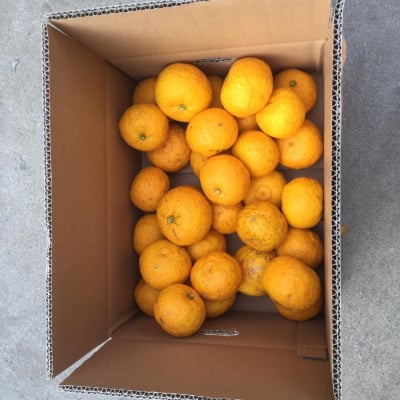 無農薬ゆず【4kg】