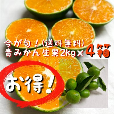 青みかん生果【2kg×4箱】◆超お得セット! (送料無料)【暑さ対策・コロナ応援】 ◎皮ごと食べられるさわやかな酸味とほのかな甘み!! ◎健康・美容に欠かせない、ビタミンC、ヘスペリジンの補給に! ◎ミキサーにかけて青みかん丸ごとシャーベットができます。