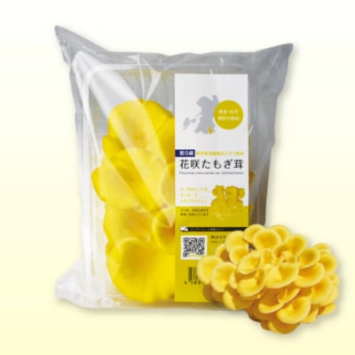 【4パック入り】花咲たもぎ茸
