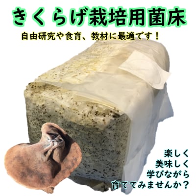 〖自由研究や食育にオススメ‼〗〖収穫後は肥料などに‼〗きくらげ栽培用菌床(1個)