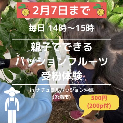 【2月7日まで限定】毎日14時〜15時 農業体験(受粉)パッションフルーツ/大人のみOK/親子OK/学生OK