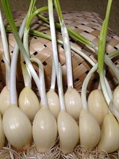ニンニク女子御用達の発芽にんにく【玄米乳酸菌栽培】送料無料!20本