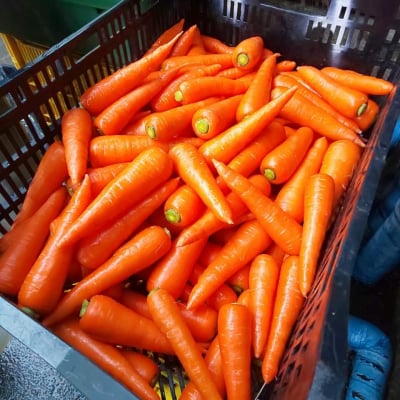 【新潟駅南マルシェ専用】ミノリ農産の野菜