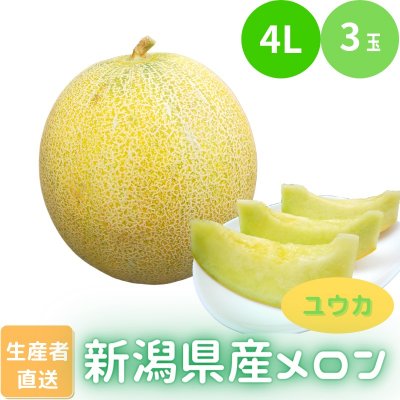 【とろけるメロン/ユウカ4L/3玉】〈ご自宅用に♪〉【高ポイント】