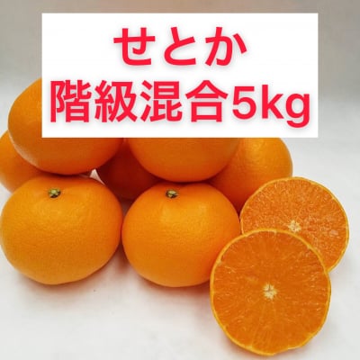 せとか〜秀品階級混合5㎏〜【送料無料】北海道・沖縄別途