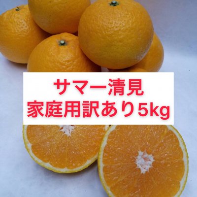 サマー清見〜家庭用訳あり5㎏〜送料無料(北海道・沖縄別途)